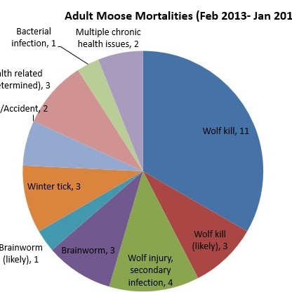 Moose mortality, DNR, Les Kouba Outdoors, Minnesota, Moose